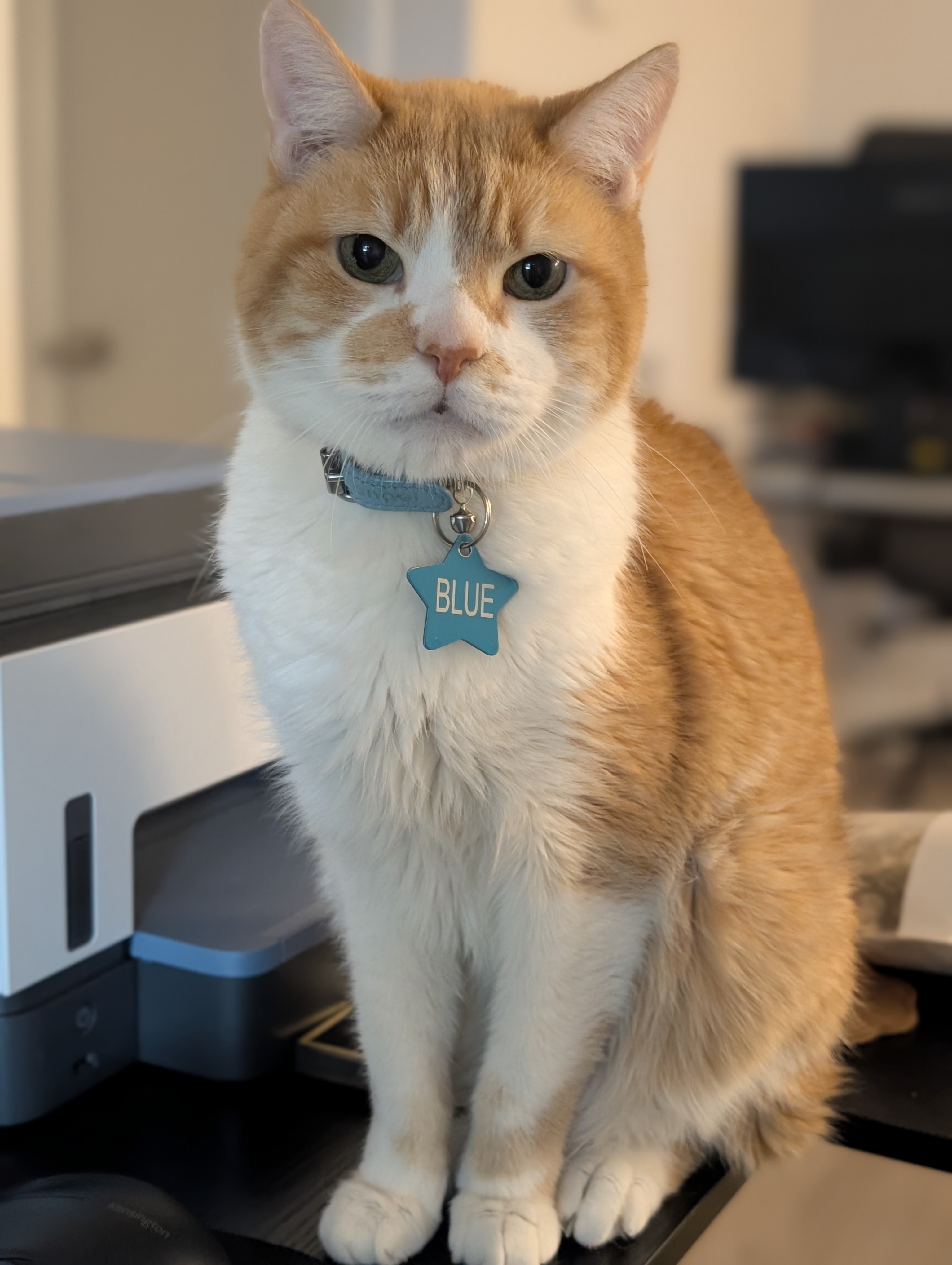 A photo of Blue, the cat.