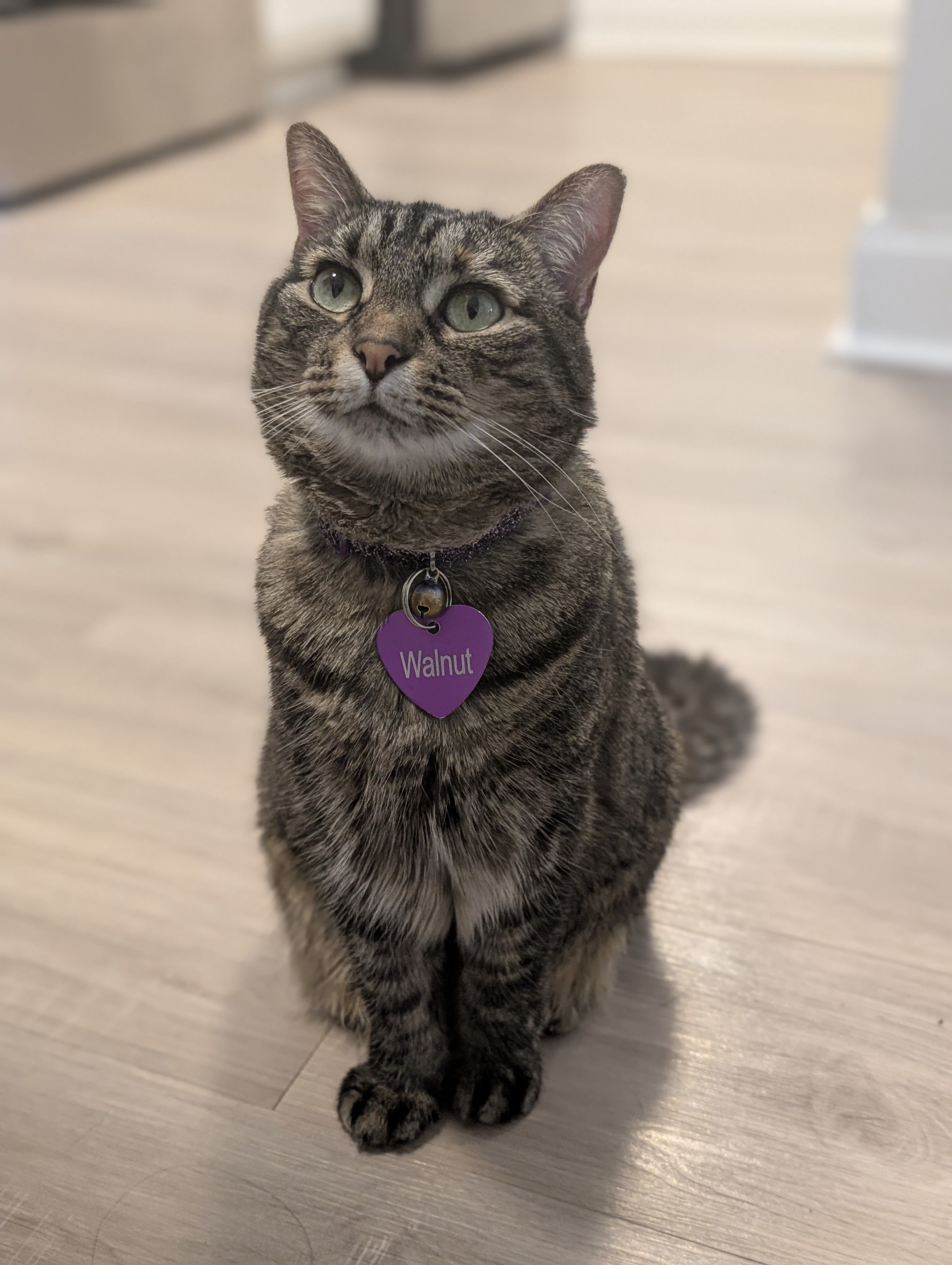 A photo of Walnut, the cat.